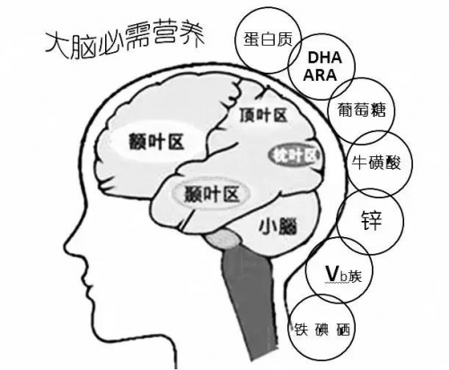 2020富莱凯尔诠释全营养基石 助力儿童脑营养用实力说话