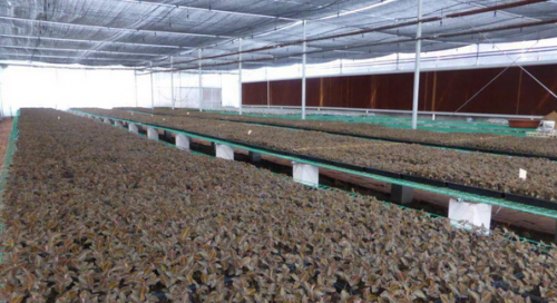 金线莲种植 广西久园农业科技有限公司产量高