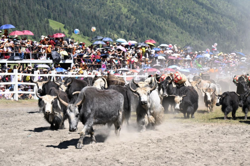 牧民与牦牛“本色出演”：2026甘孜山地文化旅游节在玉科草原震撼启幕